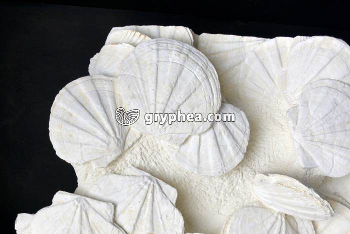 Pectens - gryphea.org